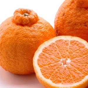 [2月より発送]厳選 不知火1kg+250g(傷み補償分)◇[デコポンと同品種・人気の春みかん] ※2026年2月上旬〜3月下旬頃に順次発送予定 ※北海道・沖縄・離島への配送不可