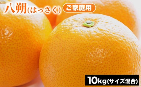 ご家庭用 八朔 (はっさく) サイズ混合 10kg | みかん 柑橘 和歌山 みかん 八朔 はっさく 家庭用 フルーツ 果物 10kg ※2025年1月下旬〜2月下旬頃に順次発送予定