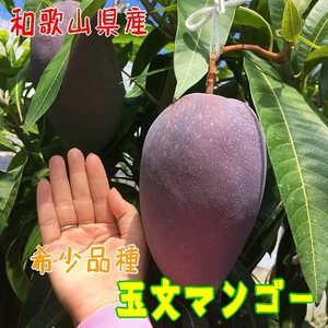 [希少マンゴー]濃厚 玉文 マンゴー 約800g(1〜2玉) | 先行予約 濃厚 果物 フルーツ 甘い ※2025年9月中旬〜9月下旬頃に順次発送予定
