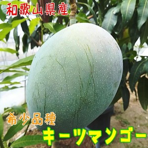 [希少マンゴー]濃厚キーツマンゴー 約800g(1〜2玉) | 先行予約 濃厚 果物 フルーツ 甘い ※2025年9月上旬〜10月中旬頃に順次発送予定