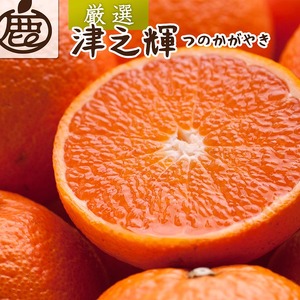 ＜2月より発送＞厳選 津之輝2.5kg+250g（傷み補償分）｜つのかがやき【光センサー選別】｜ 柑橘 フルーツ 果物 濃厚 春 旬 和歌山 先行予約 選べる 国産 産地直送 春柑橘 美浜町　※北海道・沖縄・離島への配送不可 ※2026年2月上旬～4月中旬頃に順次発送予定