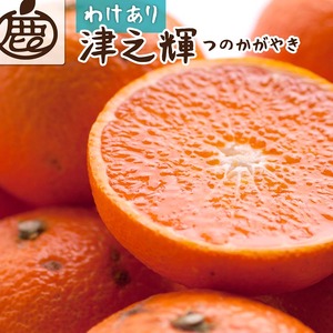＜2月より発送＞家庭用 津之輝5kg+250g（傷み補償分）つのかがやき｜わけあり・訳あり【光センサー選別】 ｜ 柑橘 フルーツ 果物 濃厚 春 旬 和歌山 先行予約 選べる 国産 美浜町　※北海道・沖縄・離島への配送不可 ※2026年2月上旬～4月中旬頃に順次発送予定