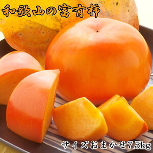 [甘柿の王様]和歌山産富有柿約7.5kgサイズおまかせ ※2024年11月上旬～12月上旬頃に順次発送予定