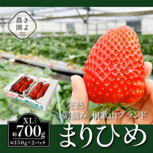 先行受付 大粒まりひめイチゴ 朝摘 6個〜11個入×2パック ※2026年1月中旬〜3月下旬頃に順次発送予定 ※離島への配送不可