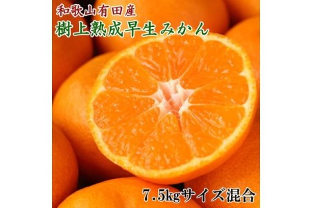 紀州有田産早生みかんの樹上熟成みかん7.5kg(サイズ混合・秀品) ※2022