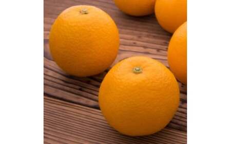 y_ƒzZiƒpj10kg | Lc k t[c ݂ IW Yn ͂