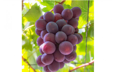 �y�ďH�̔����z�t���[�c�����a�̎R�̔Z���햳���s�I�[�l ��1.2kg