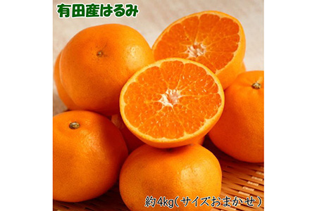 [厳選・濃厚]紀州有田産のはるみ約4kg(サイズおまかせ) ※2026年1月下旬〜2月中旬頃に順次発送予定