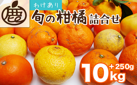 [1月より発送]家庭用 柑橘詰合せ10kg+250g(傷み補償分)(傷み補償分)[訳あり・わけあり][有田の春みかん詰め合わせ・フルーツ詰め合せ・オレンジつめあわせ][光センサー選別]