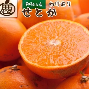 [2月より発送]家庭用 せとか7.5kg+250g(傷み補償分)[柑橘・春みかんの王様][光センサー選果・食べ頃出荷]訳あり わけあり ワケアリ