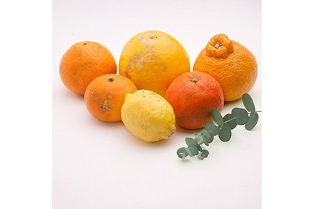 1月より発送＞厳選 柑橘詰合せ4kg+120g（傷み補償分）【有田の春みかん