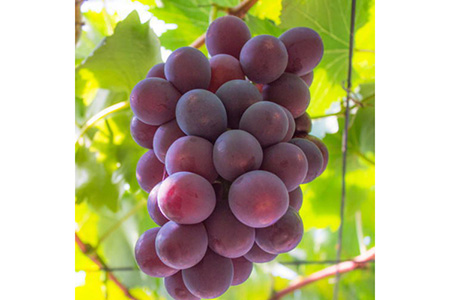 yďH̔zt[ca̎R̔Z햳sI[l 2kg