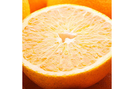 1蔭I ͂5kg+250giݕ⏞j b ݂ nbTN kCEEւ̔zs 2026N1{`3{ɏ\ 