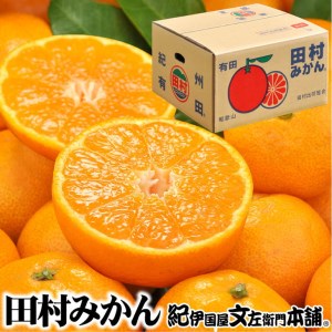 田村みかん[青秀5キロ]サイズおまかせ/湯浅町田村地区産/産地直送/最高級プレミアムブランドの田村ミカン/紀伊国屋文左衛門本舗 ※着日指定不可 ※2025年11月下旬〜2026年1月中旬頃に順次発送予定