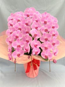 胡蝶蘭大輪系 3本立て（ピンク色）ラッピング・立札付★ギフトにも★ ※北海道・東北・沖縄等への配送不可