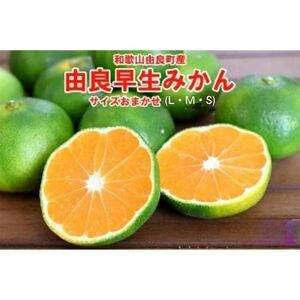 和歌山由良町産 由良早生みかん 約5kg サイズおまかせ(L・М・S)いずれかお届け◇ ※北海道・沖縄・離島への配送不可 ※2025年10月上旬〜10月下旬頃