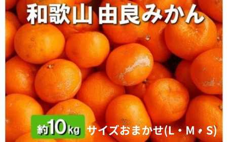 a̎RRǒY Rǂ݂ 10kg Gi TCY܂(kEMEr) kCEEւ̔zs 2025N11{`2026N1{ɏ\