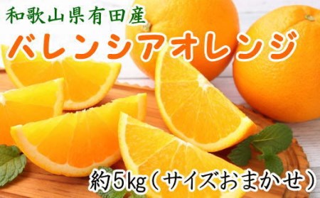 和歌山有田産バレンシアオレンジ約5kg(サイズおまかせ) ※着日指定不可 ※2024年6月下旬〜7月上旬頃に順次発送予定