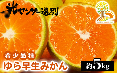 ゆら早生 みかん 濃厚な味わい 約5kg 希少品種[有機質肥料100%]極早生 | 由良 ゆら 早生 わせ 柑橘 果物 くだもの フルーツ 和歌山 有田 ※2024年10月上旬〜10月下旬頃に順次発送予定 ※北海道・沖縄・離島への配送不可