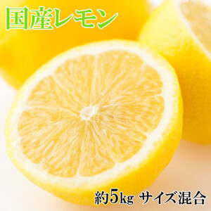 yYza̎RY5kg(TCY)yzy1220501z