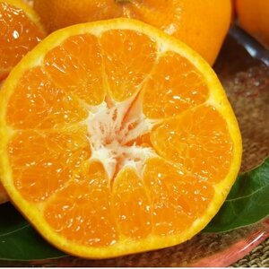 ͂[4kg]a̎RLcYt݂(ʎTCY܂)y1223479z