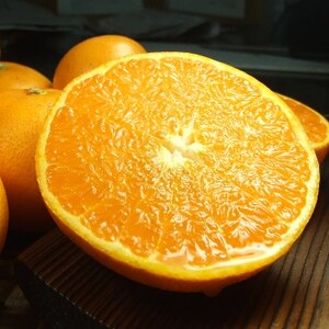 Ƃ[5kg]a̎RLcYt݂ tk(ʎTCY܂)y1223493z