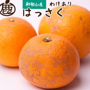 [1月より発送]家庭用 はっさく4.5kg+135g(傷み補償分)[春みかん][訳あり][配送不可地域:離島・北海道・沖縄県]