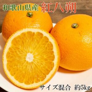 [希少品種]和歌山県産紅八朔約5kg(サイズ混合)(日高町)