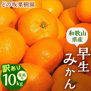 st󂠂Eƒp@݂@10kg(ʒS)y2025N12{`zyzsnFEkCEꌧzy1491583z