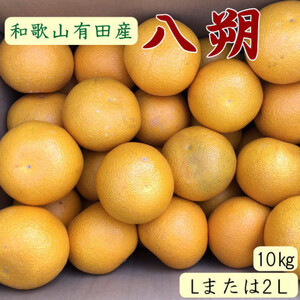 yzyIʁzLcY̔10kg(L܂2LTCYꂩ͂)y1481711z