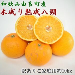 [先行受付]産直 和歌山県由良町産の木成り熟成八朔約10kg(サイズ混合・訳ありご家庭用)(日高町)
