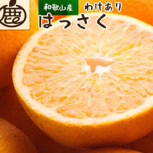 [1月より順次発送]家庭用 はっさく10kg+300g(傷み補償分)[訳あり][配送不可地域:離島・北海道・沖縄県]