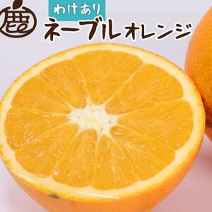 [2月より発送]家庭用 ネーブルオレンジ3kg+90g(傷み補償分)[訳あり][光センサー選別]