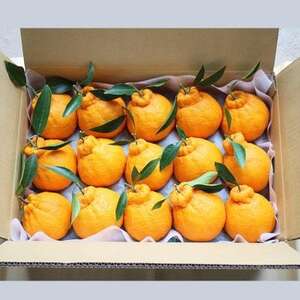 y2026N3`4ẑꂽĐVN ZȊÂ nʂ 5kg _ƒ a̎RYy1545883z