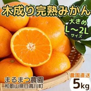 [2024年12月順次発送]完熟 木成り温州みかん 大きめサイズ 5kg 和歌山県産[配送不可地域:離島]