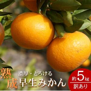 2025年1月より発送[先行受付]訳あり・ご家庭用 どの坂果樹園の熟成早生みかん 約5kg