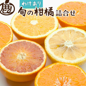 家庭用 柑橘詰合せ5kg+250g(傷み補償分)[訳あり][有田の春みかん・フルーツ詰め合せ][配送不可地域:離島・北海道・沖縄県]