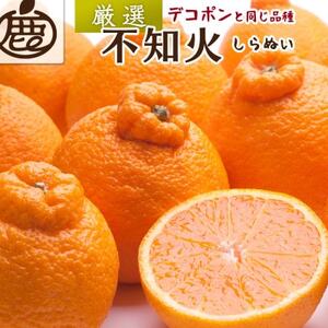 厳選 不知火1kg+250g(傷み補償分)[デコポンと同品種・人気の春みかん][配送不可地域:離島・北海道・沖縄県]