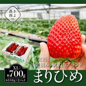 先行受付 大粒まりひめイチゴ 朝摘 6個〜11個入×2パック[配送不可地域:離島]