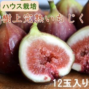 [ハウス栽培]和歌山県産樹上完熟いちじく12玉入り(日高町)[配送不可地域:離島・北海道・沖縄県]