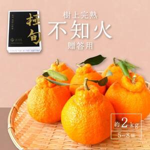 先行予約![贈答用化粧箱入] 不知火 樹上完熟 約2kg (5〜8個入)