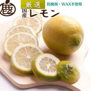 レモン1kg+250g(傷み補償分)[和歌山有田産][防腐剤・WAX不使用、安心の国産レモン][配送不可地域:離島・北海道・沖縄県]
