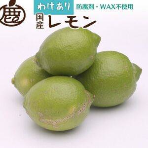 家庭用 レモン1kg+250g(傷み補償分)[防腐剤・WAX不使用、安心の国産レモン][訳あり][配送不可地域:離島・北海道・沖縄県]