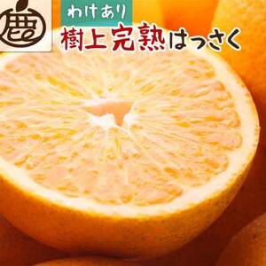 家庭用 樹上完熟はっさく2.5kg+250g(傷み補償分)[有田の春みかん・五月八朔][訳あり][配送不可地域:離島・北海道・沖縄県]