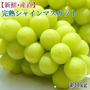 和歌山県産完熟シャインマスカット約1kg[2026年度発送分](日高町)[配送不可地域:離島・北海道・沖縄県]