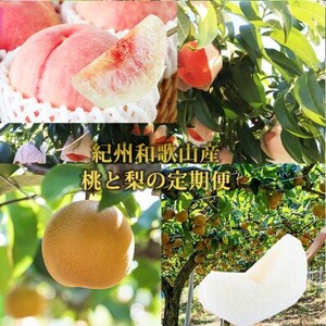 [発送月固定定期便]紀州和歌山産旬のフルーツセット(8月:桃3玉・9月:梨3玉)全2回[配送不可地域:離島・北海道・沖縄県]