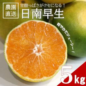 [先行受付]甘酸っぱさを楽しむ!人気の極早生みかん 日南早生みかん 5kg(2026年10月〜発送)