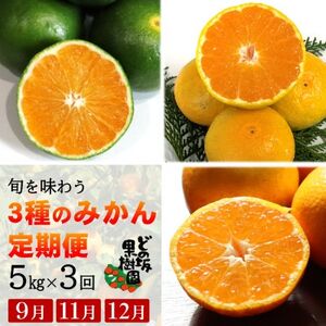 [発送月固定定期便]みかん好きに食べてほしい!旬を味わう、おいしい3種のみかん定期便 各5kg全3回[配送不可地域:離島・北海道・沖縄県]