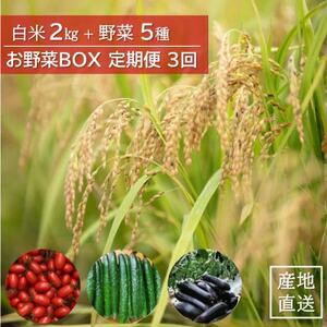 [毎月定期便]産地直送!米と野菜の詰め合わせ定期便[小浦れんげ米(精米)2kg+新鮮野菜5種]全3回[配送不可地域:離島]
