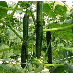 松きゅうり 5kg[配送不可地域:離島・北海道・沖縄県]